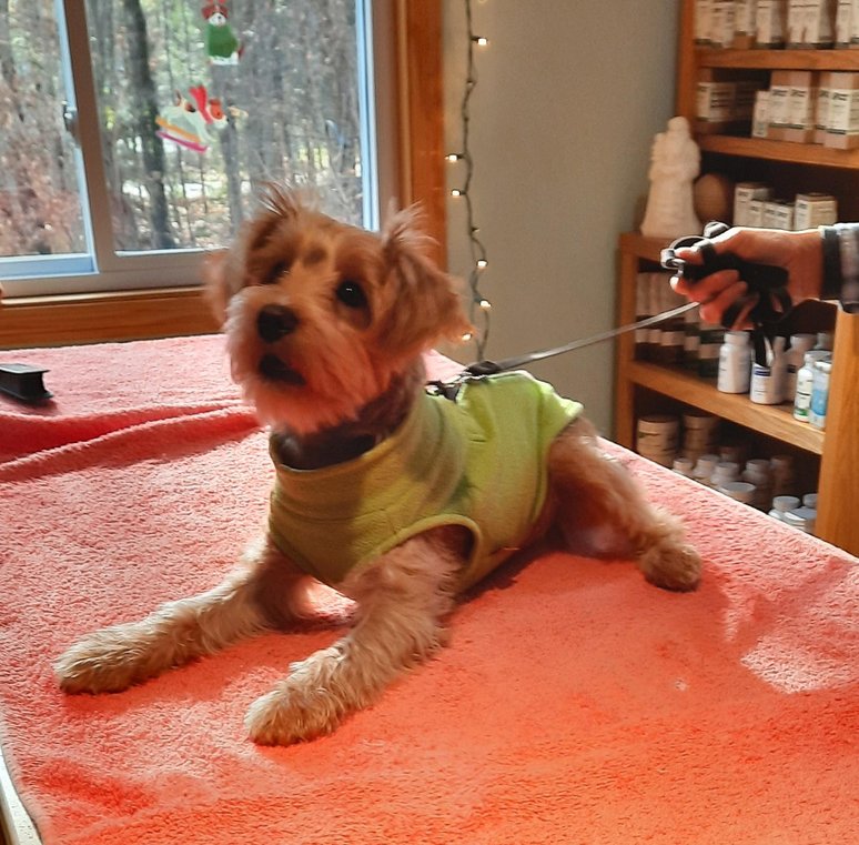 Yorkie patient receiving acupuncture